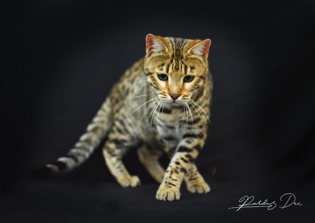 Up to Desire, chat Bengal Brown appartenant à la chatterie Pardus Dei près de Lyon dans l'herbe debout de face dans un studio photo sur fond noir