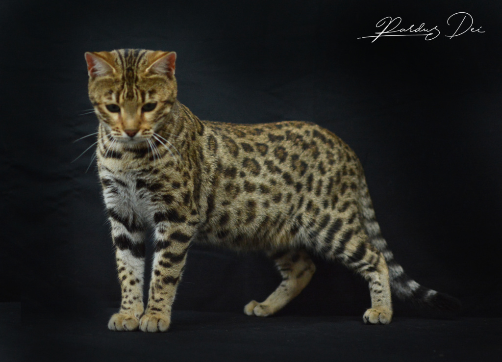 Up to Desire, chat Bengal Brown appartenant à la chatterie Pardus Dei près de Lyon debout dans un studio photo sur fond noir en train de sentir le seul vu de face