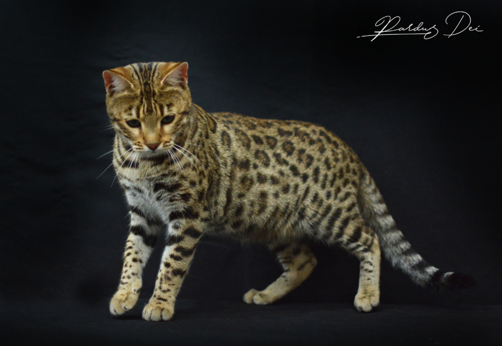 Up to Desire, chat Bengal Brown appartenant à la chatterie Pardus Dei près de Lyon dans l'herbe debout dans un studio photo sur fond noir