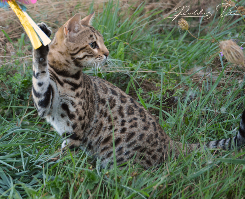 Up to Desire, chat Bengal Brown appartenant à la chatterie Pardus Dei près de Lyon dans l'herbe assise avec un plumeau