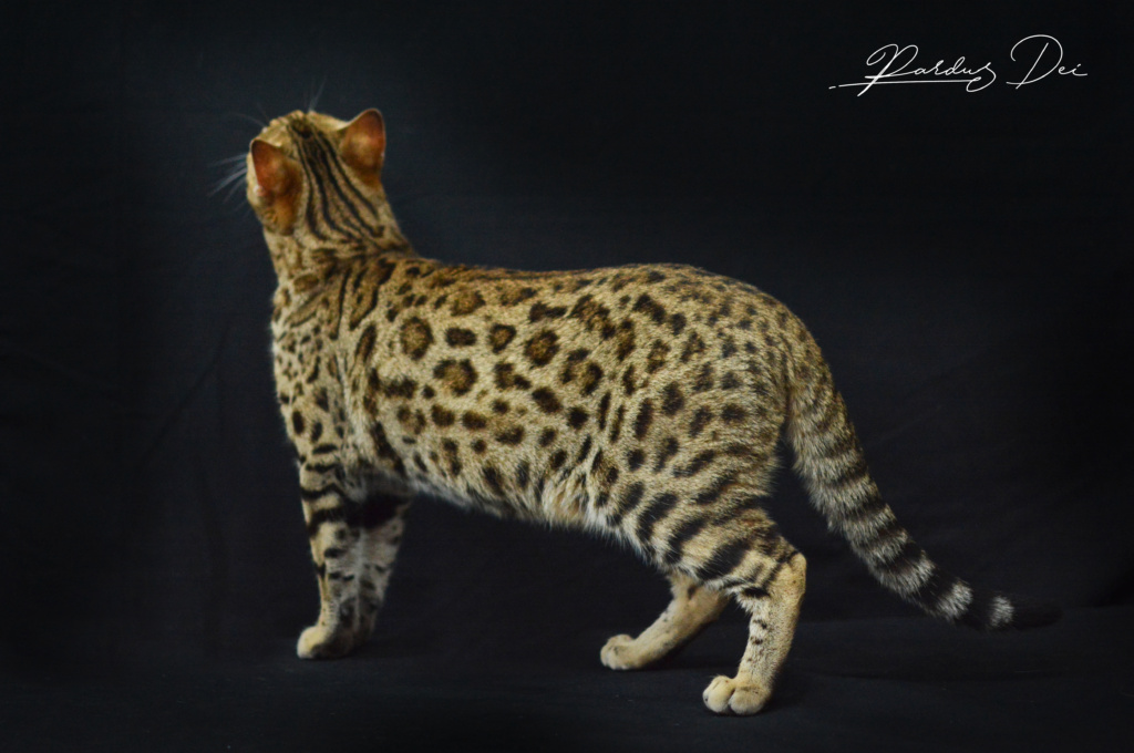 Up to Desire, chat Bengal Brown appartenant à la chatterie Pardus Dei près de Lyon debout dans un studio photo sur fond noir en train de sentir le seul vu de dos