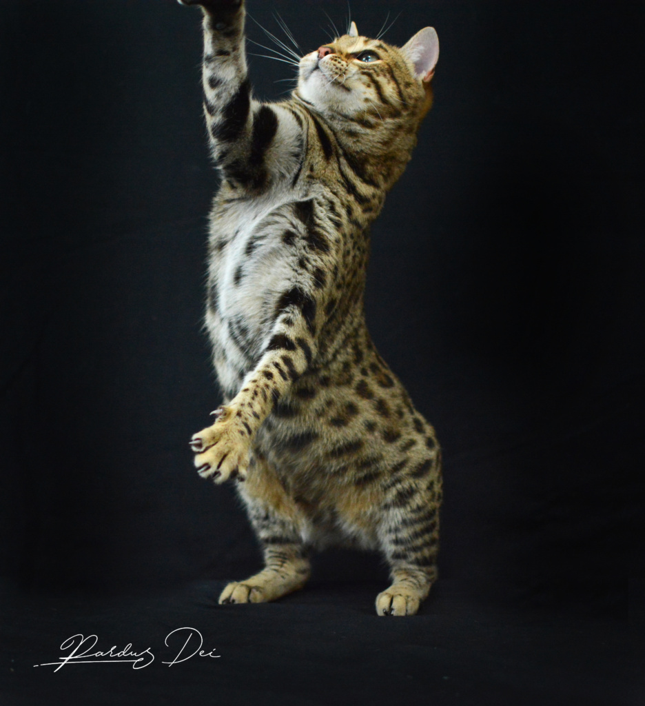 Up to Desire, chat Bengal Brown appartenant à la chatterie Pardus Dei près de Lyon dans l'herbe debout dans un studio photo sur fond noir qui joue avec un plumeau