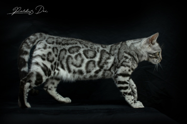 Mr Darcy chat bengal silver qui appartient à la chatterie Pardus Dei près de Lyon, vu debout de gauche