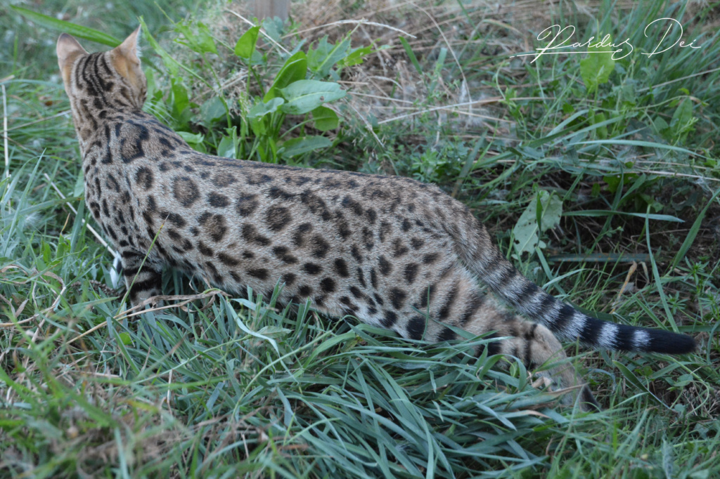 Up to Desire, chat Bengal Brown appartenant à la chatterie Pardus Dei près de Lyon dans l'herbe de dos