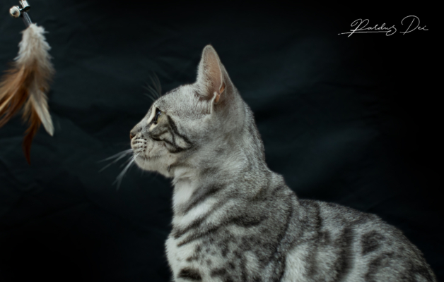 Mr Darcy chat bengal silver qui appartient à la chatterie Pardus Dei près de Lyon, portrait vu de droite