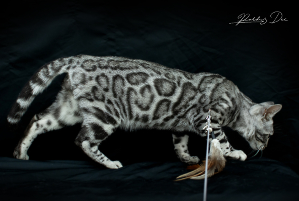 Mr Darcy chat bengal silver qui appartient à la chatterie Pardus Dei près de Lyon, debout vu de droite