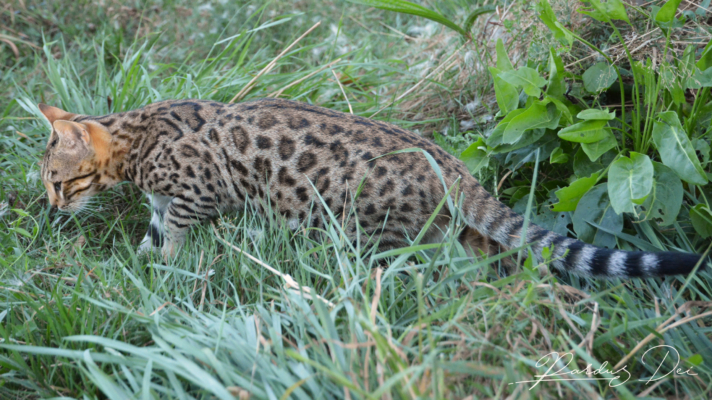 Up to Desire, chat Bengal Brown appartenant à la chatterie Pardus Dei près de Lyon dans l'herbe debout de coté gauche Up to Desire, chat Bengal Brown appartenant à la chatterie Pardus Dei près de Lyon dans l'herbe debout de coté gauche