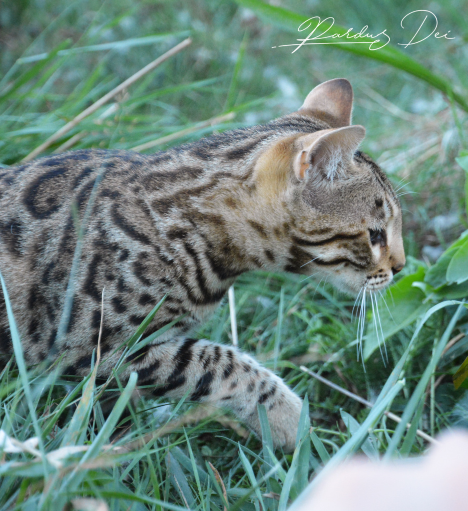 Portrait de profil d'Up to Desire, chat Bengal Brown appartenant à la chatterie Pardus Dei près de Lyon dans qui joue dans l'herbe vu de droite
