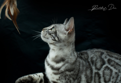 Mr Darcy chat bengal silver qui appartient à la chatterie Pardus Dei près de Lyon, vu en portrait