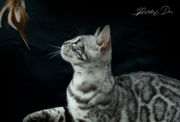 Mr Darcy chat bengal silver qui appartient à la chatterie Pardus Dei près de Lyon, vu en portrait