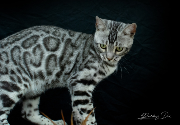 Mr Darcy chat bengal silver qui appartient à la chatterie Pardus Dei près de Lyon, de face