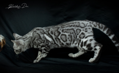 Mr Darcy chat bengal silver qui appartient à la chatterie Pardus Dei près de Lyon, debout