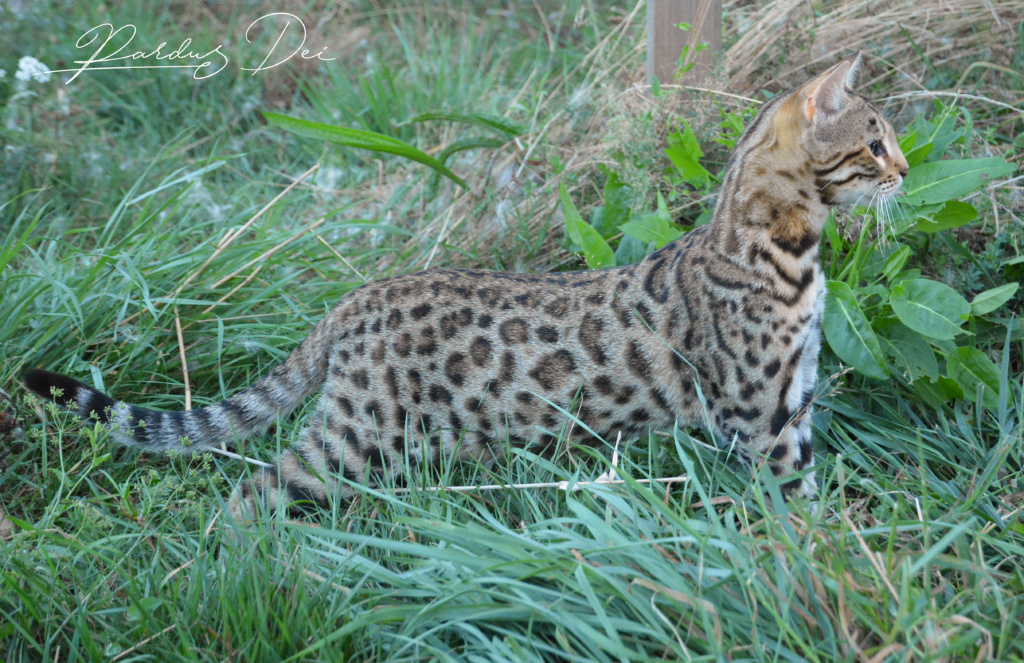 Up to Desire, chat Bengal Brown appartenant à la chatterie Pardus Dei près de Lyon dans l'herbe debout de coté