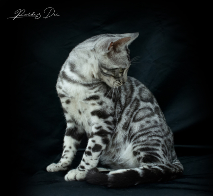 Mr Darcy chat bengal silver qui appartient à la chatterie Pardus Dei près de Lyon, assis