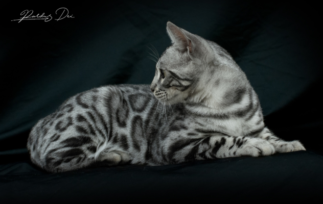 Mr Darcy chat bengal silver qui appartient à la chatterie Pardus Dei près de Lyon, couché