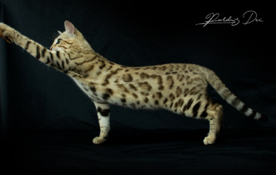 Aurora Borealis chat Bengal Brown de la chatterie Pardus Dei près de Lyon dans un studio photo avec fond noir, debout de côté en train de jouer Aurora 2