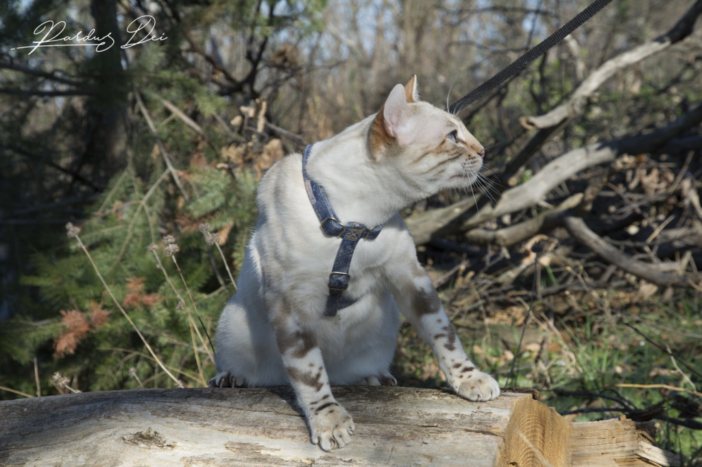 Robocop chat bengal mâle issus de la chatterie Pardus Dei près de Lyon dans un bois vu de coté sur un rondin de bois