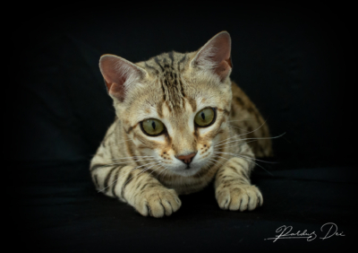 Portrait de face de Aurora Borealis chat Bengal Brown de la chatterie Pardus Dei près de Lyon dans un studio photo avec fond noir Aurora 10