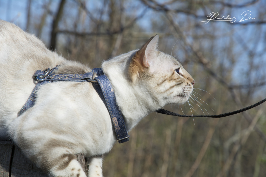 Robocop chat bengal mâle issus de la chatterie Pardus Dei près de Lyon dans un bois vu de coté sur un rondin