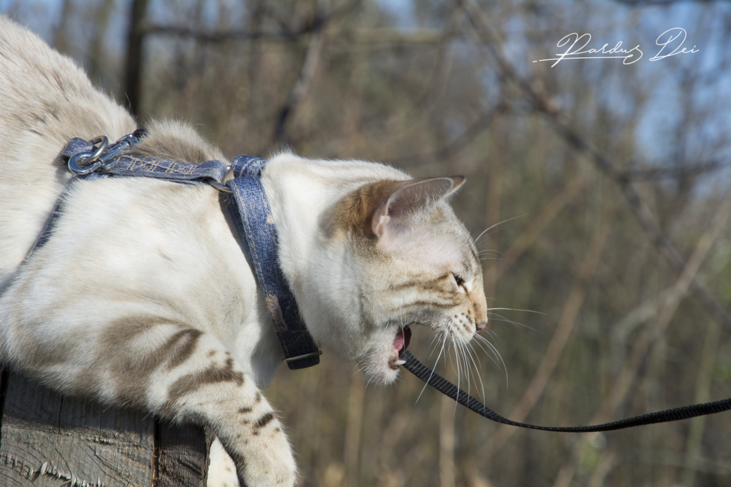 Robocop chat bengal mâle issus de la chatterie Pardus Dei près de Lyon dans un bois vu de coté