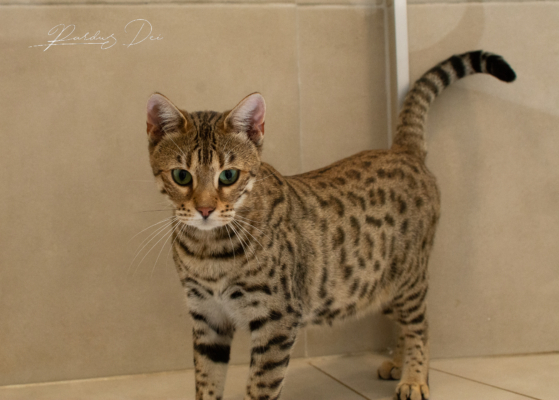 Vintage Dream chat bengal brown de la chatterie pardus dei près de lyon dans une pièce carrelée debout vu de gauche Vintage 23