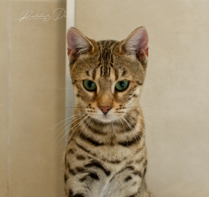 Portrait de face de Vintage Dream chat bengal brown de la chatterie pardus dei près de lyon dans une pièce carrelée Vintage 22