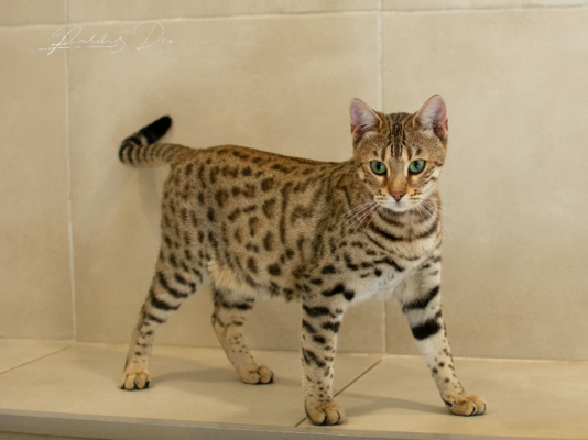 Vintage Dream chat bengal brown de la chatterie pardus dei près de lyon dans une pièce carrelée debout de face très concentrée Vintage 20