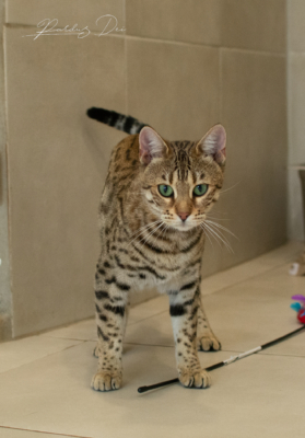 Vintage Dream chat bengal brown de la chatterie pardus dei près de lyon dans une pièce carrelée debout de face l'air joueuse Vintage 29