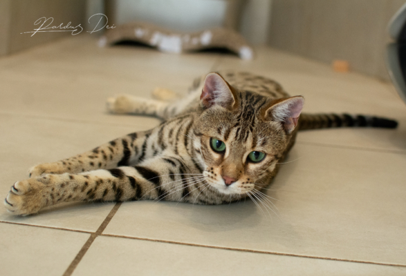 Vintage Dream chat bengal brown de la chatterie pardus dei près de lyon dans une pièce carrelée couchée de face et détendue Vintage 19