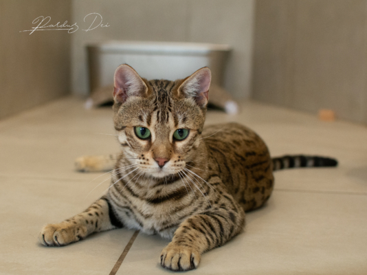 Vintage Dream chat bengal brown de la chatterie pardus dei près de lyon dans une pièce carrelée couchée de face Vintage 18