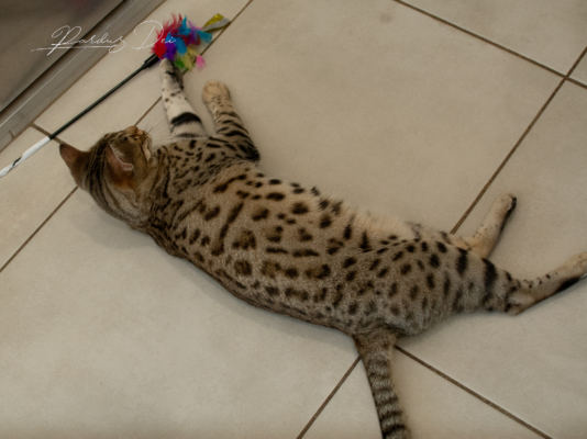 Vintage Dream chat bengal brown de la chatterie pardus dei près de lyon dans une pièce carrelée couchée de tout son long par terre Vintage 17