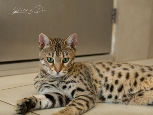 Portrait de face de Vintage Dream chat bengal brown de la chatterie pardus dei près de lyon dans une pièce carrelée Vintage 16