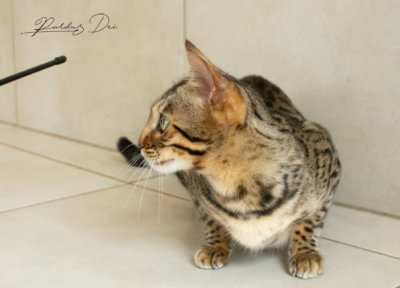 Amber 25