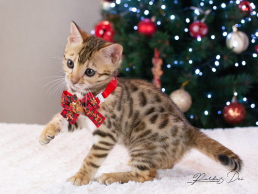 Allegrallulah chat bengal Brown de la chatterie Pardus près de Lyon devant un sapin de noel avec un noeud Allegrallulah 1