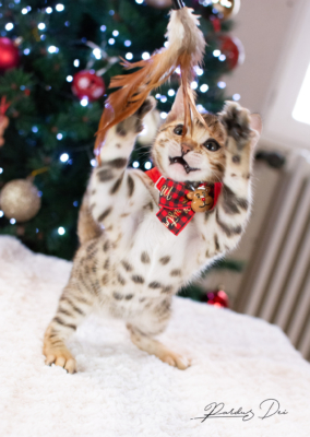 Allegrallulah chat bengal Brown de la chatterie Pardus près de Lyon devant un sapin de noel avec un noeud en train de jouer Allegrallulah 2