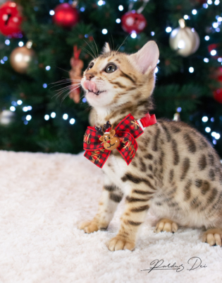 Allegrallulah chat bengal Brown de la chatterie Pardus près de Lyon devant un sapin de noel avec un noeud assis Allegrallulah 3