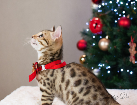 Allegrallulah chat bengal Brown de la chatterie Pardus près de Lyon devant un sapin de noel avec un noeud assis de côté avec l'air joueur Allegrallulah 15