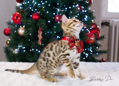 Allegrallulah chat bengal Brown de la chatterie Pardus près de Lyon devant un sapin de noel avec un noeud assis de côté Allegrallulah 14