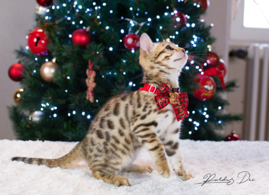 Allegrallulah chat bengal Brown de la chatterie Pardus près de Lyon devant un sapin de noel avec un noeud assis de côté Allegrallulah 14