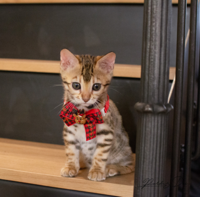 Allegrallulah chat bengal Brown de la chatterie Pardus près de Lyon assis dans un escalier avec un noeud, de face Allegrallulah 13
