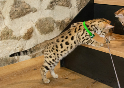 Adallulah chaton bengal brown de la chatterie pardus dei près de Lyon qui monte un escalier Adallulah 14