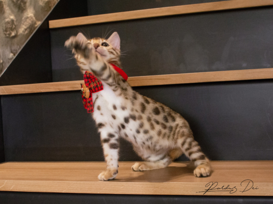 Allegrallulah chat bengal Brown de la chatterie Pardus près de Lyon assis dans un escalier avec un noeud, de côté Allegrallulah 12