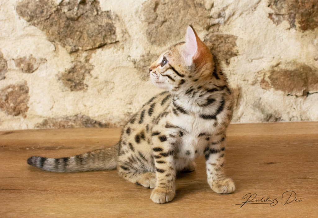Adallulah 5