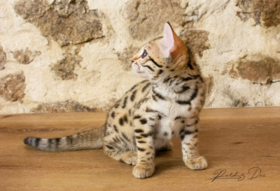 Adallulah chaton bengal brown de la chatterie pardus dei près de Lyon assis sur une table de côté Adallulah 5