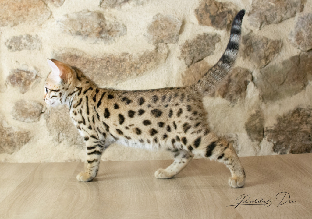 Adallulah 4