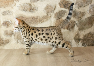Adallulah chaton bengal brown de la chatterie pardus dei près de Lyon debout vu de coté Adallulah 4