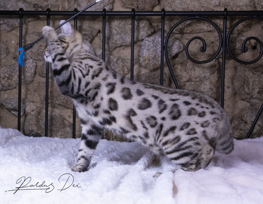 semper chaton bengal brown de la chatterie pardus dei près de lyon de coté