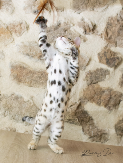 Adallulah chaton bengal brown de la chatterie pardus dei près de Lyon debout sur les pattes arriere sur un table dans un salon Adallulah 3
