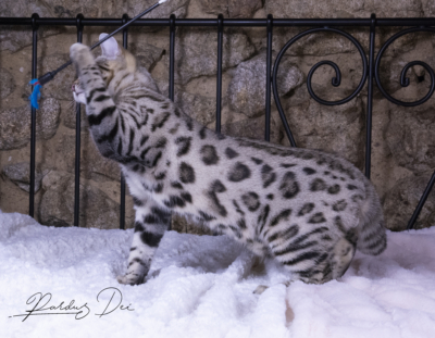 semper chaton bengal brown de la chatterie pardus dei près de lyon de coté