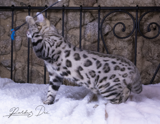 semper chaton bengal brown de la chatterie pardus dei près de lyon de coté